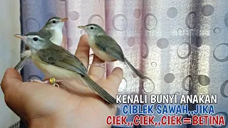 lima menit sudah cukup untuk mengenali suara anakan ciblek sawah jantan dan betina