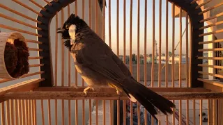 تغريد بلبل طور مدلاوي اصيل من لسنات النادرة و شبة المنقرظة في البساتين 