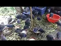 Download Lagu Coba ternak burung mandar biru dan mandar batu auto jinak semua
