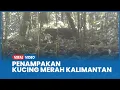 Download Lagu Penampakan Kucing Merah Kalimantan, Satwa Langka Terekam Kamera Setelah 20 Tahun Tak Tampak