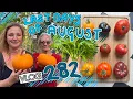 Download Lagu Last days of August. Tomatoes, pumpkins and still planting out! Ep282 II Plot 37