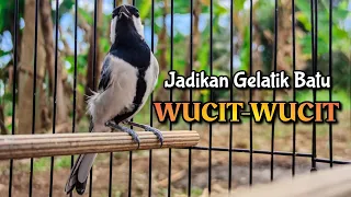 gelatik batu gacor ini dijamin bisa bikin gelatik batu lain akan ikut wucit wucit