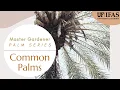 Master Gardener Palm Series Biology Identification