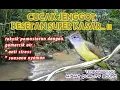 Download Lagu CUCAK JENGGOT BESETAN SUPER KASAR DENGAN SUARA GEMERICIK AIR