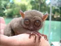 STRANGE CREATURES - genetic hybrids and mythological animals
