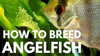 Download How to Breed Freshwater Angelfish (Easiest Way) MP3