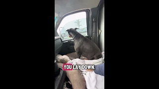 Someones tired and cranky .. #fyp #dream #youtube #pets #doberman