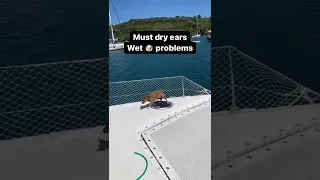 Must dry EARS! Wet 🐶 problems #foxytuesday #shorts #foxy