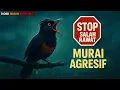 Download Lagu Settingan WAJIB Murai Batu Nampar \u0026 Agresif