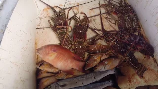 Catching Fresh Lobster In Providencia – UNTIE THE LINES II #21