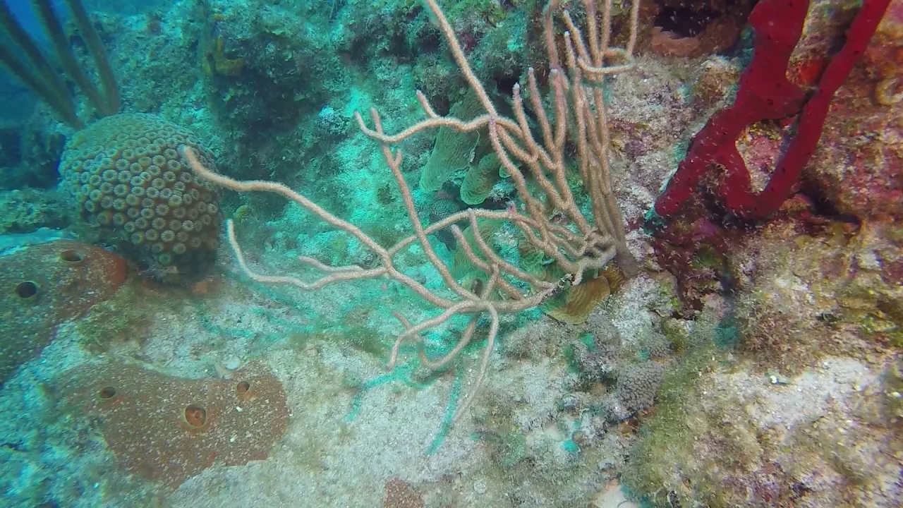 Seahorses Grand Cayman Oro Verde