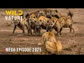 Download Lagu HYENA VS LION | Fight to Rule #wildanimals | Wild Nature