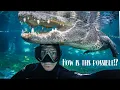 Swimming with alligators How is this possible EXPLAINED