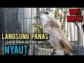 Download Lagu trucukan gacor ROPEL PANJANG buat pancingan trucukan agar bunyi jadikan burung trucuk gacor NYAUT