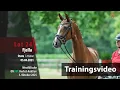 Download Lagu ONLIVE Herbst-Auktion Trainingsvideo Lot 24 Fjella Stute v. Franco Nero - Veneno