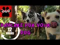 Daycare for your dog A 12 hour forest walk DogTV