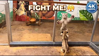 [4K 60FPS] The Kung Fu Tiger! Baby White Tiger's Daily Wrestling Practice