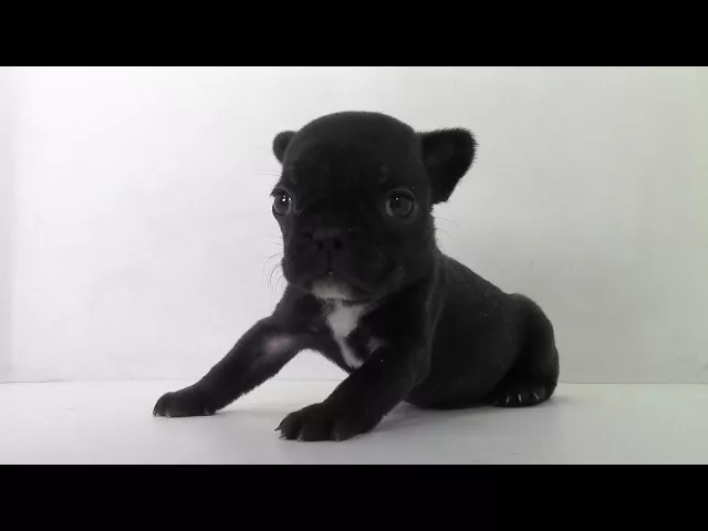 動画