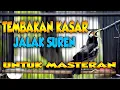 Download Lagu MASTERAN TEMBAKAN KASAR JALAK SUREN