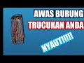 ROPELAN nada lelah burung TRUCUKAN anda pasti NYAUT!!!!Estilo JR-AldianPratama