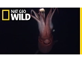 Squid The Deep Sea Devils Deep Sea Killers