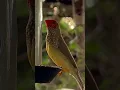 Download Lagu Suara Burung Finch Bintang | Burung Bernyanyi