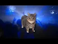 Download Lagu BYTE x OIIA CAT