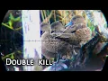 Download Lagu SAATNYA KITA PANEN, SEKALI SHOT DUA JATUH | BORNEO SLUG | BERBURU BELIBIS