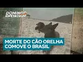 Lagu Orelha: Veja os desdobramentos sobre o caso do cachorro que foi morto por um grupo de adolescentes