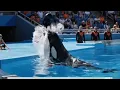 Download Lagu Momentos trágico de la entrenadora de Orcas Jessica Radcliffe #marinelife #ocean #fypage 