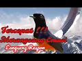 Download Lagu TERCEPAT !! MERANGSANG EMOSI MURAI DIAM JADI GACOR