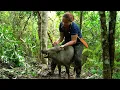Download Lagu 90 Days Survival In The Deep Forest – The Girl Avoids Wild Boar Attack \u0026 Hides In An Ancient Tree
