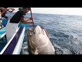 Download Lagu Amazing Fastest Giant Bluefin Tuna Fishing Skill - Catching and Processing Hundreds Tons of Tuna