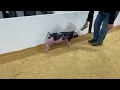 17-2 spot gilt