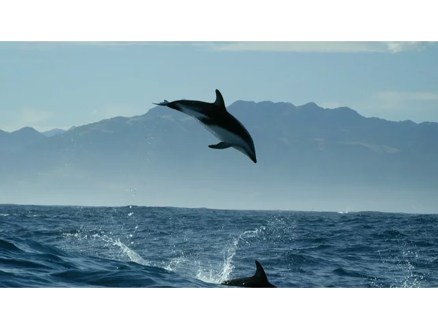 Dolphin acrobatics - New Zealand: Earth's Mythical Islands - Episode 1 Preview - BBC Two