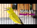 Download Lagu Pleci NGALAS Manggil Pleci Lain