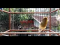Download Lagu KENARI GACOR NYARING TING TING ||PANCINGAN BURUNG BAHAN LANGSUNG NYAUT
