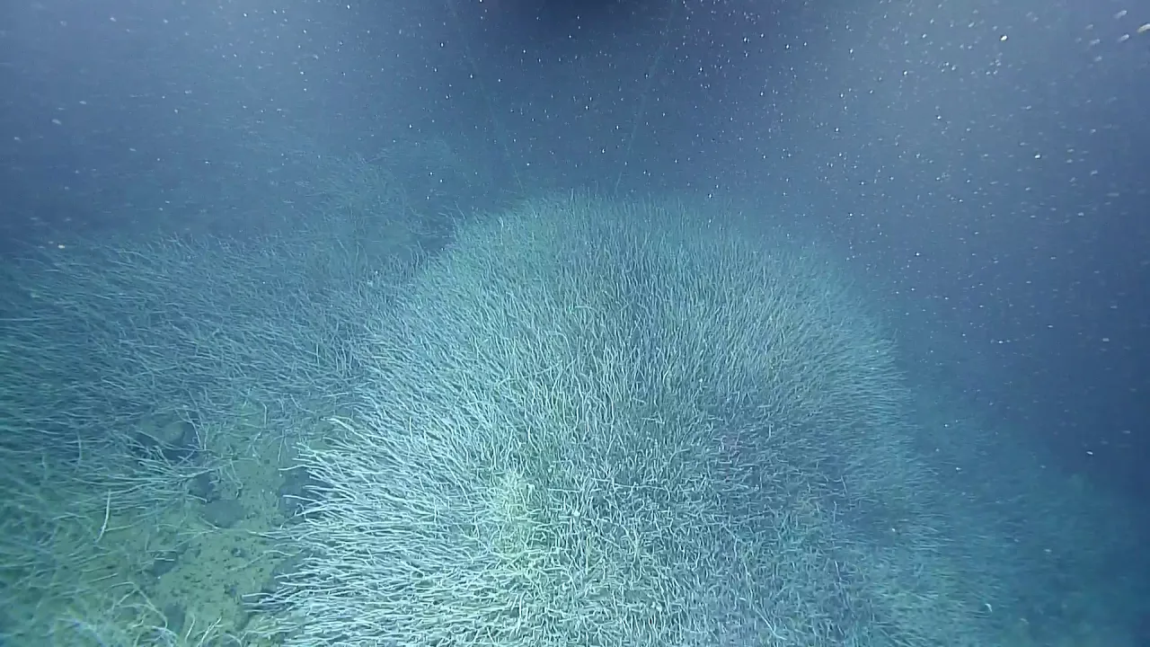 ROV Hercules Dive NA108-H1750-20190529T1637UTC-67