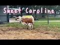 Download Lagu SPOILER ALERT: Sweet Caroline is a Hussy!