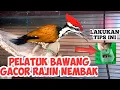 Download Lagu CARA MERAWAT PELATUK BAWANG AGAR GACOR