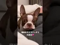 Download Lagu タナカガの愛犬ビビちゃんに悲劇が...