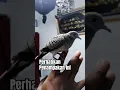 Download Lagu Prekutut Katuranggan - Wingit