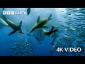 Sardine Feeding Frenzy with Sharks Penguins and More 4K U The Hunt BBC Earth