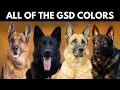 All the German Shepherd Colors That Exist