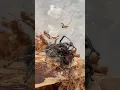 Jumping spider vs Black Widow