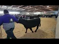 JJC 2024 Simmental Heifers