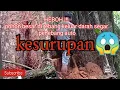 Lagu HEBOH!!!  Pohon angker di tebang keluar darah,penebang auto kesurupan