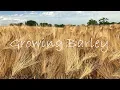 Growing Barley