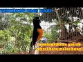 Download Lagu Terapi murai batu untuk mengembalikan mental yang down.dan meningkatkan emosi