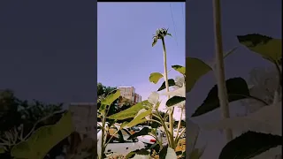 نوستالژی ما گل آفتابگردون گروه آرین 